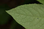 Baldwin's ironweed